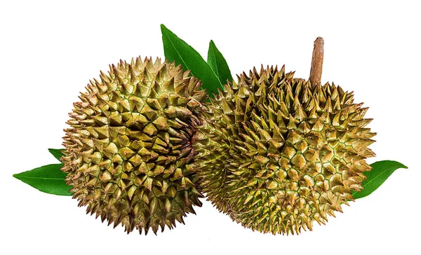 Durian Geïsoleerd Witte Achtergrond — Stockfoto