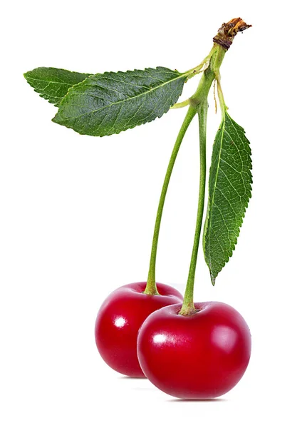 Cereza Con Hojas Aisladas Sobre Fondo Blanco — Foto de Stock