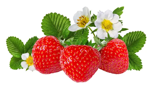 Fragola Fragola Fiore Isolato Sfondo Bianco — Foto Stock