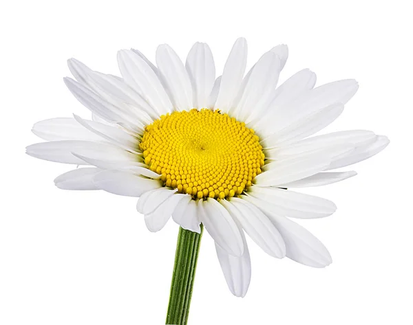 Квітка Ромашки Ізольована Відсічним Контуром — стокове фото