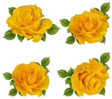 beyaz arkaplanda izole gül