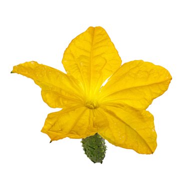 Salatalık üzerinde beyaz izole çiçek ile