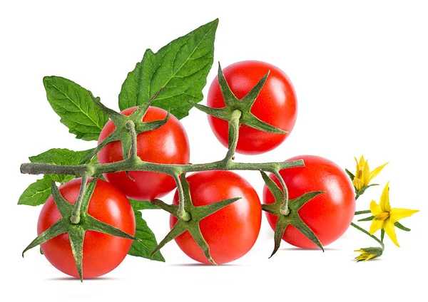 Tomato Isolated White Background — Stock Photo, Image