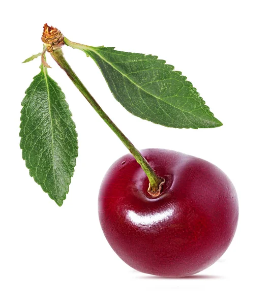 Cherry Bij Bladeren Geïsoleerd Witte Achtergrond — Stockfoto