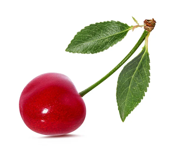 Cereza Con Hojas Aisladas Sobre Fondo Blanco — Foto de Stock