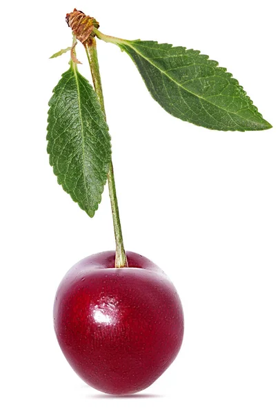 Cereza Con Hojas Aisladas Sobre Fondo Blanco — Foto de Stock