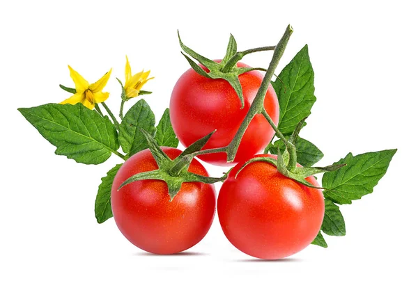 Tomato Isolated White Background — Stock Photo, Image