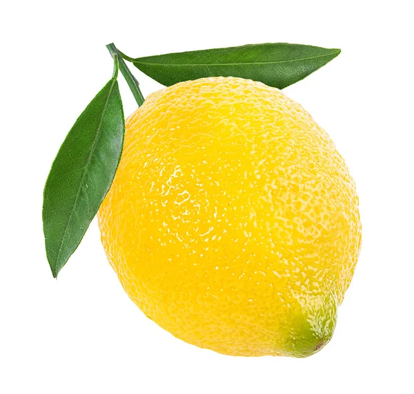 Lemon Isolated White Background — Stock Photo, Image