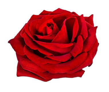 beyaz arkaplanda izole gül