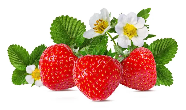 Fragola Fragola Fiore Isolato Sfondo Bianco — Foto Stock