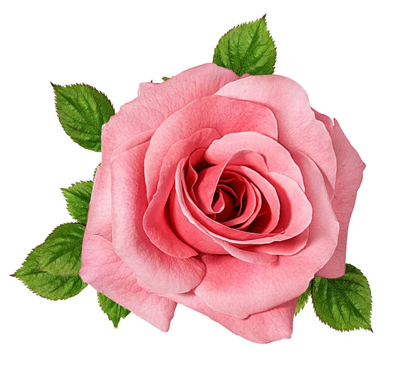 Rosa isolada em branco — Fotografia de Stock