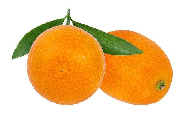 Kumquat Απομονωμένο Λευκό Φόντο — Φωτογραφία Αρχείου