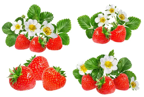 Fleur Fraise Fraise Isolée Sur Fond Blanc — Photo