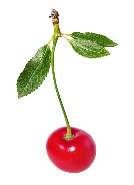 Cereza Con Hojas Aisladas Sobre Fondo Blanco — Foto de Stock