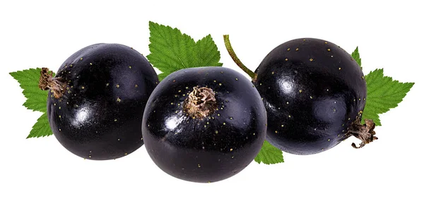 Ribes Nero Isolato Bianco — Foto Stock