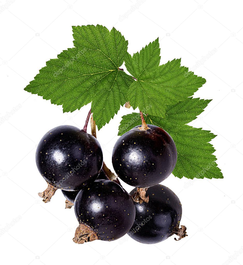 black currant  isolated on white