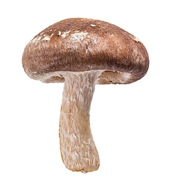 Beyaz arka planda izole edilmiş Şiitake mantarları