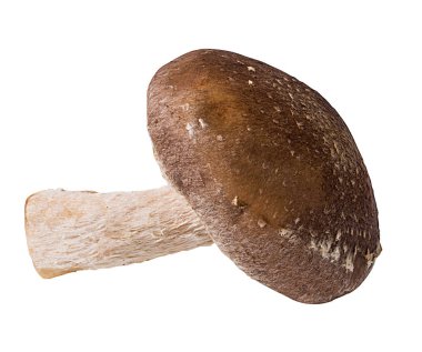 Beyaz arka planda izole edilmiş Şiitake mantarları