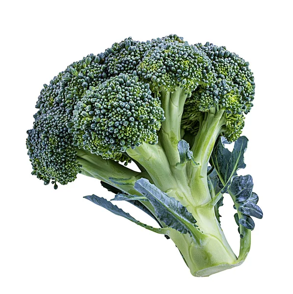 Broccoli Isolated White Background — Stock Photo, Image