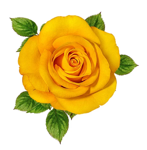Rose Gialle Isolate Sfondo Bianco — Foto Stock