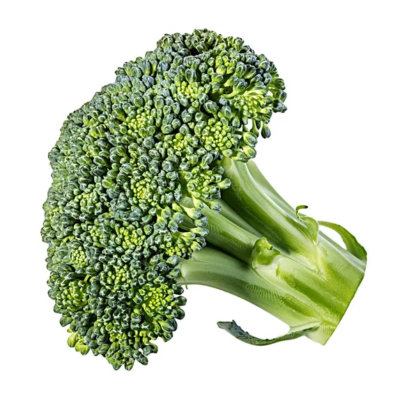 Broccoli Isolated White Background — Stock Photo, Image