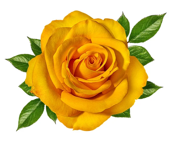 Желтые розы изолированы на белом — стоковое фото