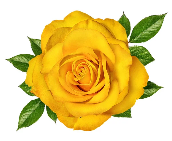 Yellow roses isolated on white — Stock Photo, Image