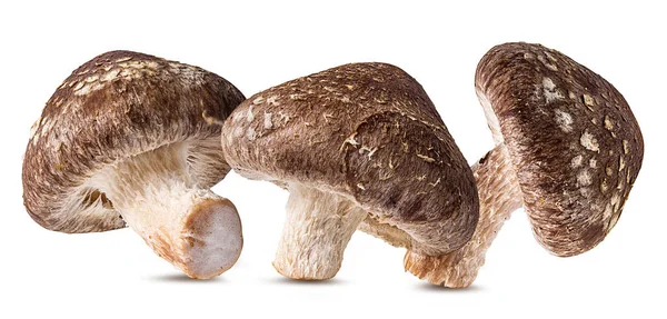 Champignons Shiitake Isolés Sur Fond Blanc — Photo