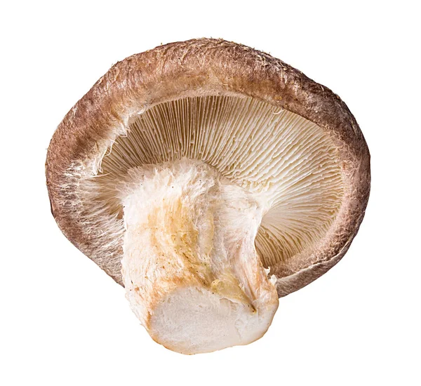 Shiitake Mushrooms Isolated White Background — Stock Photo, Image