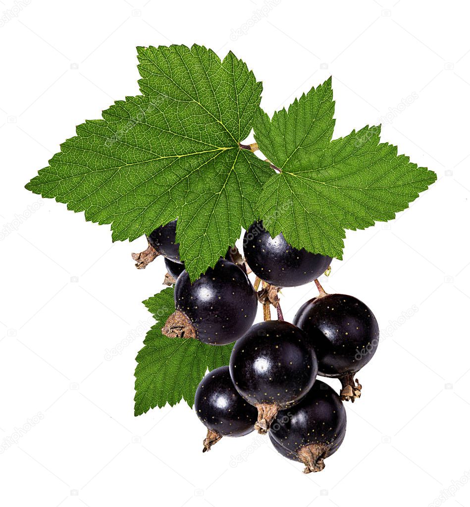 Currant leaf isolated on white background Clipping Path