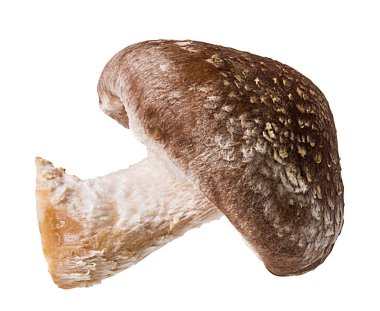 Beyaz arka planda izole edilmiş Şiitake mantarları