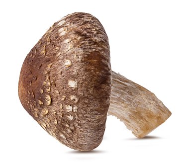 Beyaz arka planda izole edilmiş Şiitake mantarları