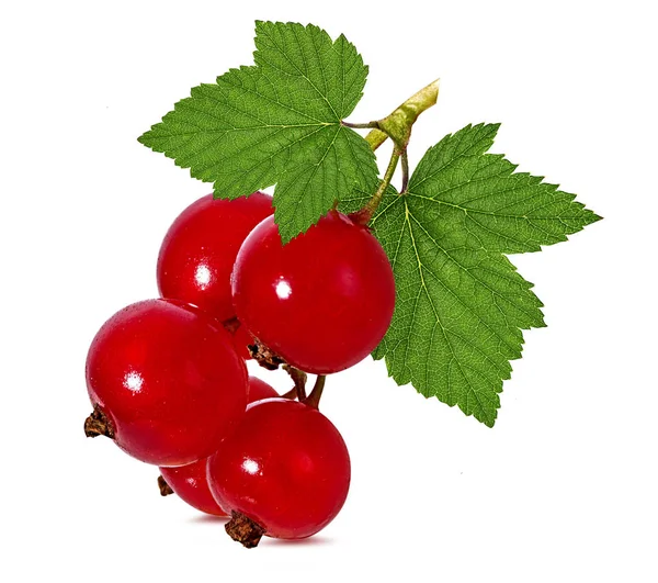 Red Currant Isolated White Background — Stock Photo, Image