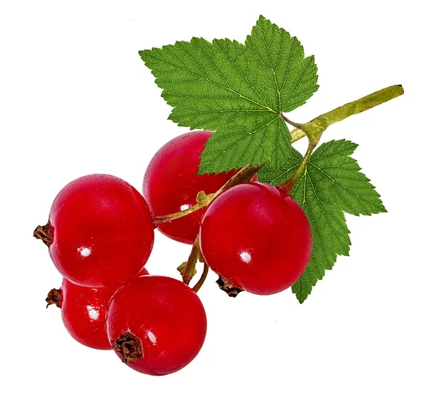 Red Currant Isolated White Background — Stock Photo, Image