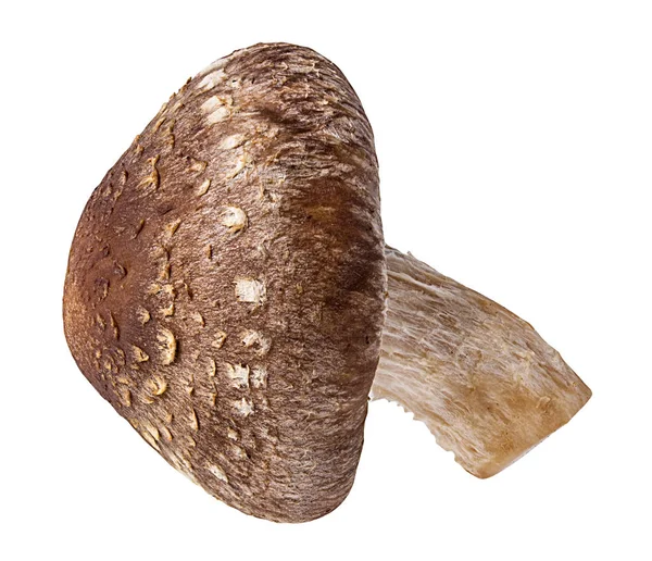 Beyaz arka planda izole edilmiş Şiitake mantarları