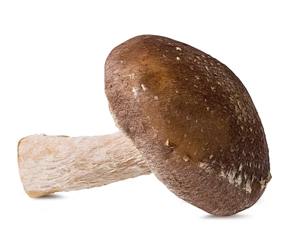 Beyaz arka planda izole edilmiş Şiitake mantarları