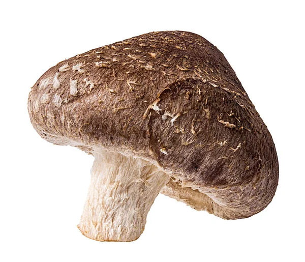 Champignons Shiitake Isolés Sur Fond Blanc — Photo