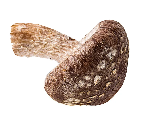 Shiitake Pilze Isoliert Auf Weißem Hintergrund — Stockfoto