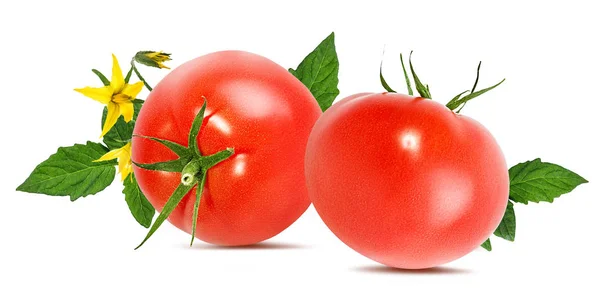 Tomato Isolated White Background — Stock Photo, Image