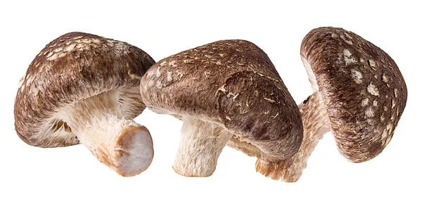 Champignons Shiitake Isolés Sur Fond Blanc — Photo