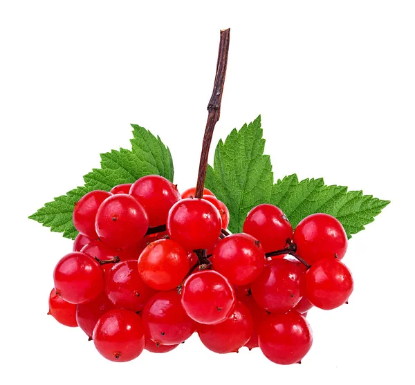 Red Berries Viburnum Arrow Wood Isolated White Background — Stock Photo, Image