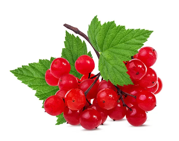 Red Berries Viburnum Arrow Wood Isolated White Background — Stock Photo, Image