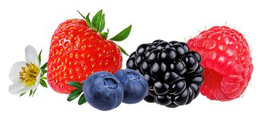 Çilek toplama. Beyaz arka plan üzerinde çilek 