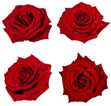 beyaz arkaplanda izole gül