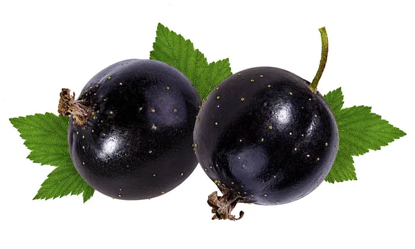 Ribes Nero Isolato Bianco — Foto Stock