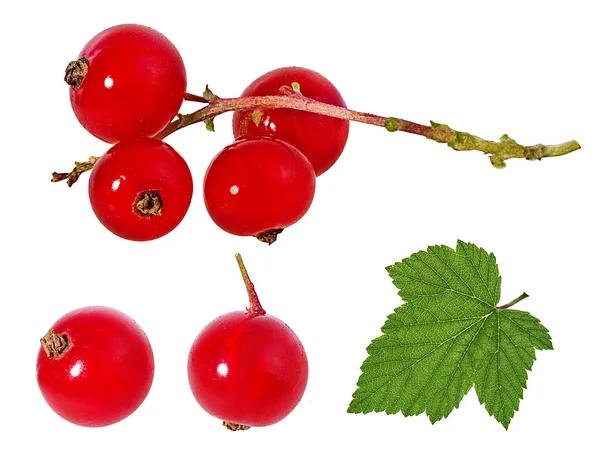 Red Currant Isolated White Background — Stock Photo, Image
