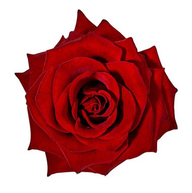 beyaz arkaplanda izole gül