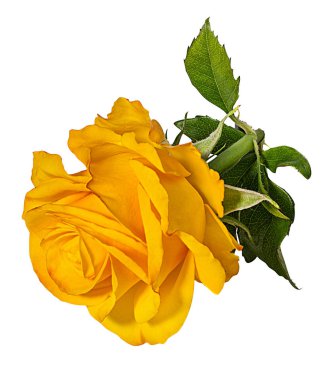 beyaz arkaplanda izole gül