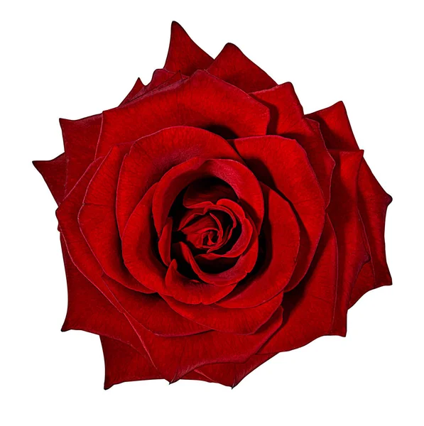 Růže Izolované Bílém Pozadí — Stock fotografie