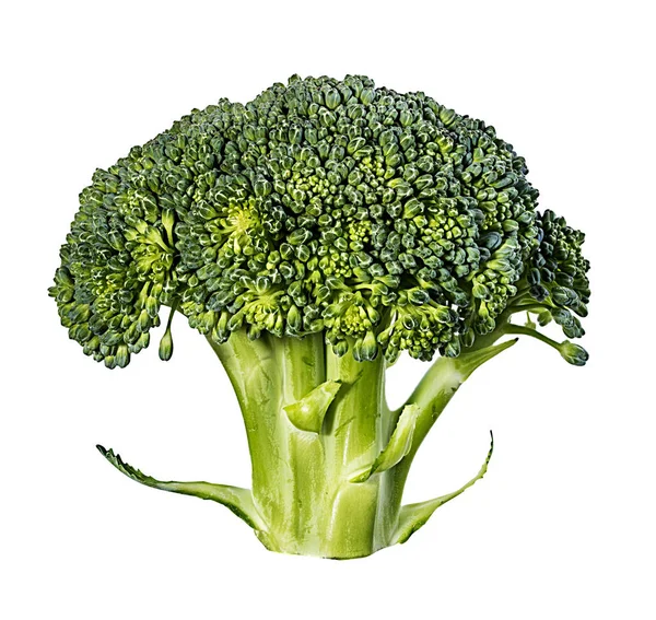 Broccoli Geïsoleerd Witte Achtergrond — Stockfoto